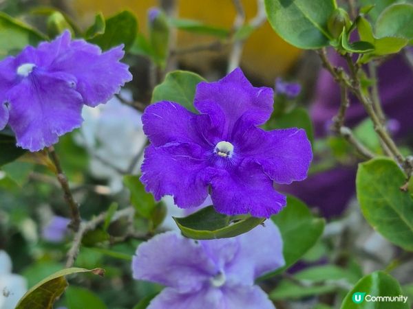 行山樂 - B7 深淺兩塘皆宜趣