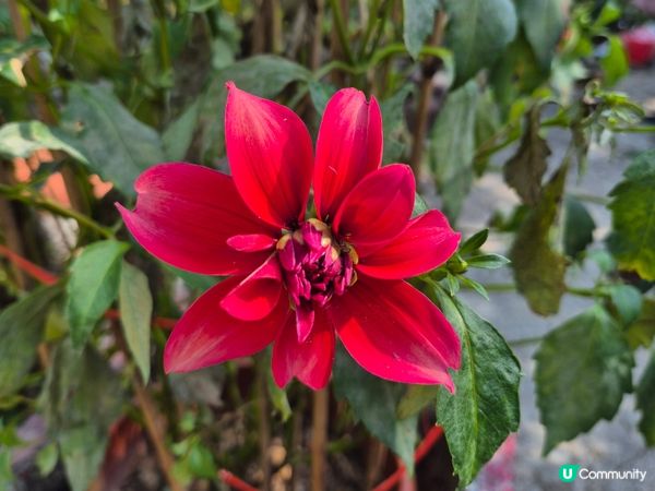 行山樂 - B7 深淺兩塘皆宜趣