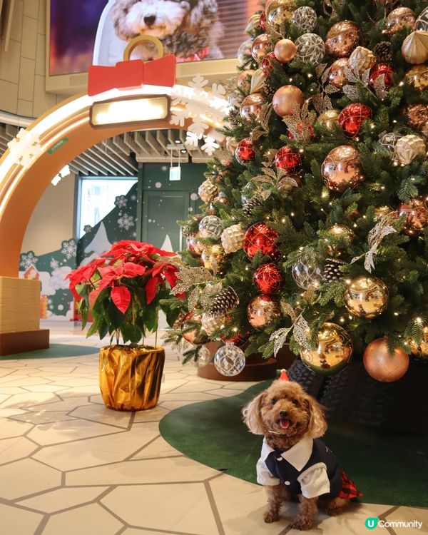 Popwalk 天晉匯 Chip n Dale