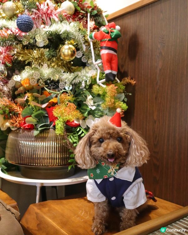 將軍澳寵物友善cafe