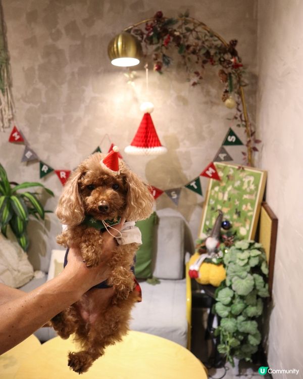 將軍澳寵物友善cafe