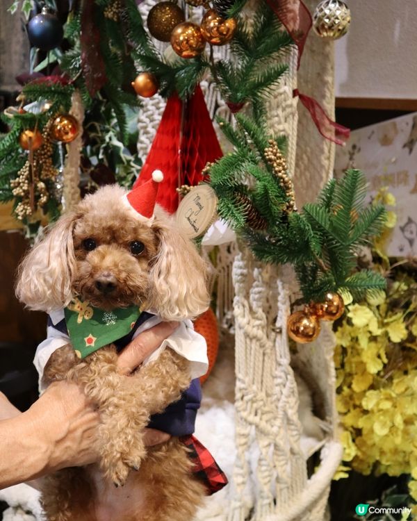 將軍澳寵物友善cafe