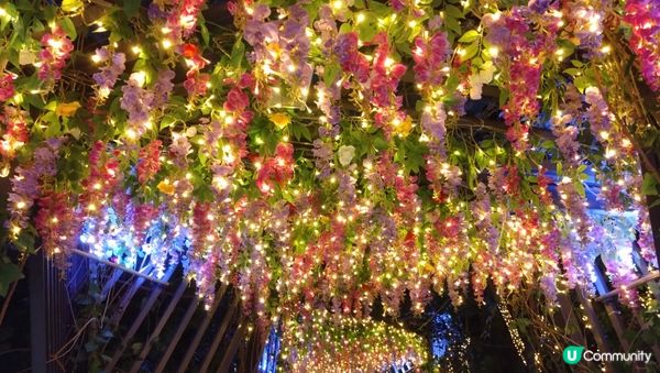 油塘日落，我在維港天氣晴，筲箕灣樹繽紛