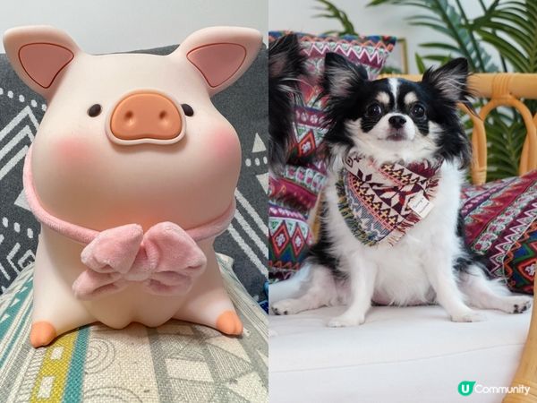 當ChaCha以為自己係Lulu the Pig同類之時😆