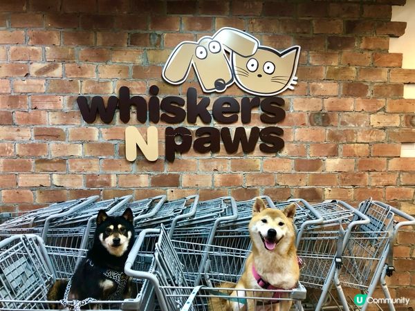 📎 周日好去處 鴨脷洲利榮街2號新海怡廣場10樓🐶