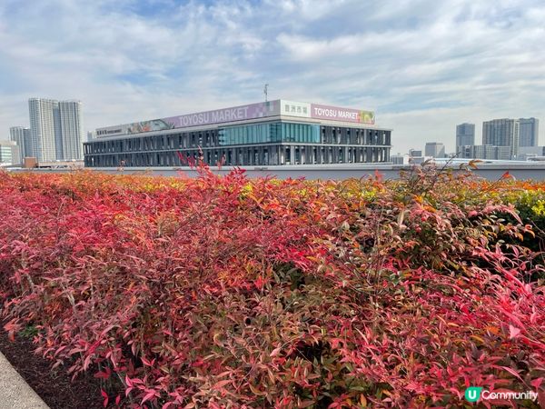 東京隱世秘點📍豐洲市場天台花園，打卡必到！