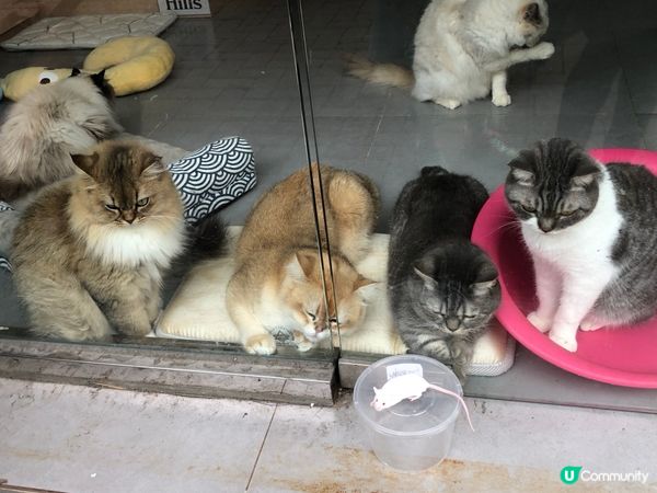 貓捕鼠   超萌