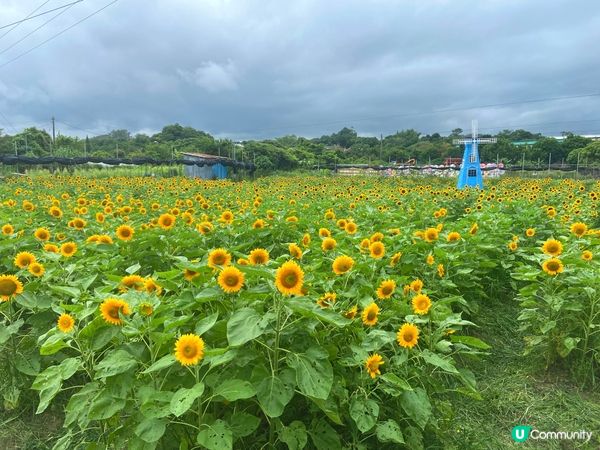 新田小磡村信芯園