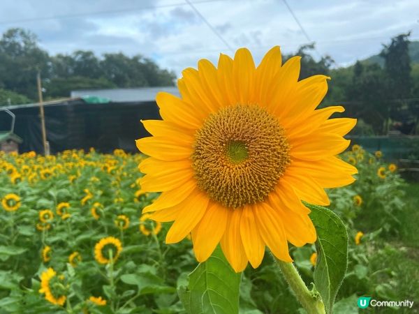 新田小磡村信芯園