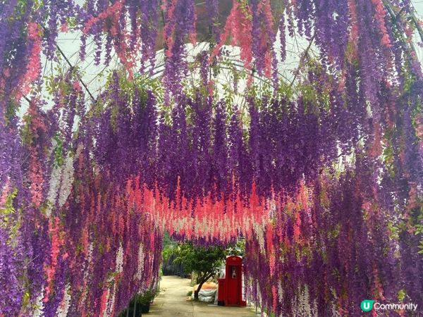 新田小磡村信芯園