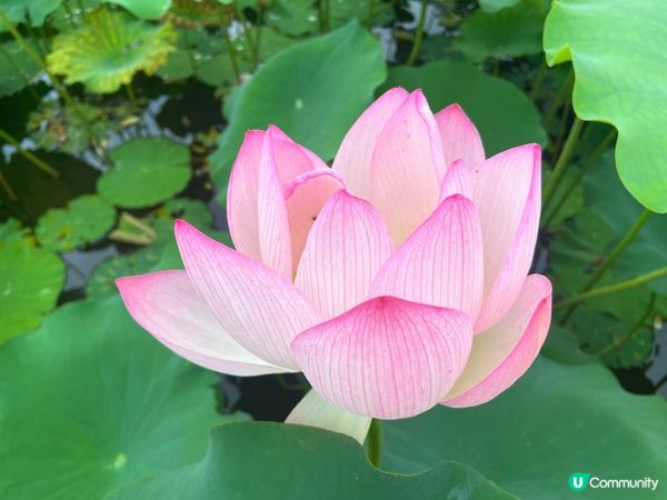 新田小磡村信芯園