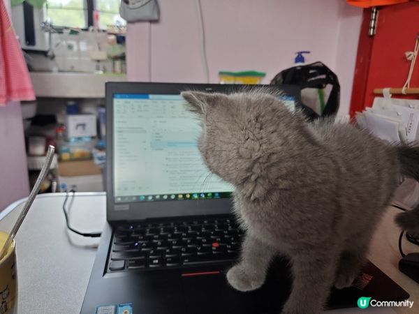 佢睇緊email 點覆，幫緊你……幫緊你……🤣🤣