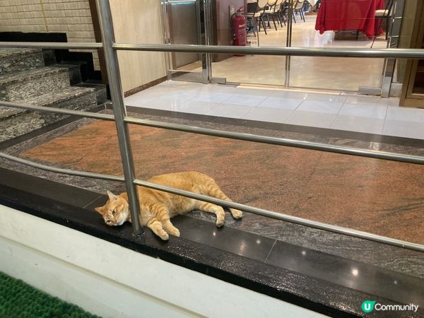 貓星人好像香港人一樣需要休息一下，不要只掛住工作忙忙碌碌，卻...