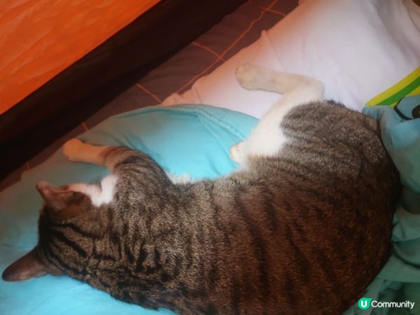 我見過貓貓最痴身的時刻。