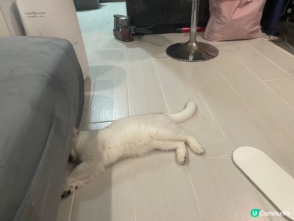 🐱：我瞓覺最怕光，呢個位係最鍾意😴😴😴😴早唞啦 我要訓啦...