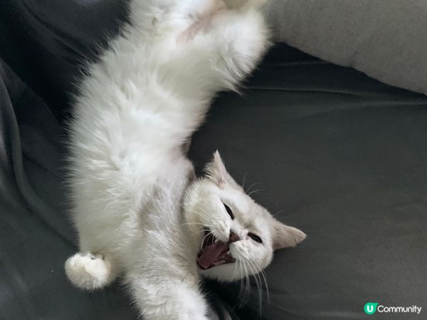 🐱：我瞓覺最怕光，呢個位係最鍾意😴😴😴😴早唞啦 我要訓啦...