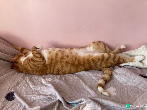 肉金成日都扮人瞓覺💤