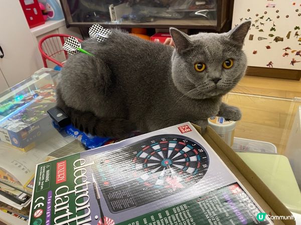 我屋企嘅小奴才搞到我變中箭肥Dee，不過我又真係啖啖肉嘅🤣🤣...