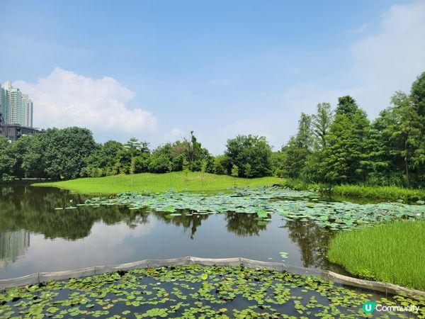 濕地公園景色怡人係打卡好地方