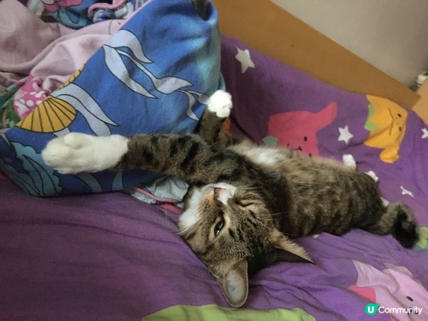 電死你～春夏限定瞓到反轉露肚肚