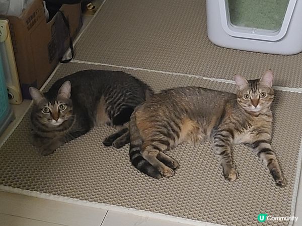 貓貓思想真古怪，最中意訓係貓沙地氈上爽睡，爸媽坐一陣大小腿都...