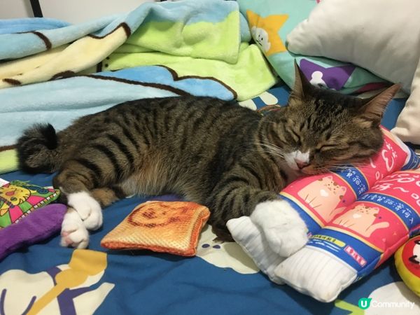 霸道貓😆你要霸幾多個貓草包先安樂啊大小姐～全部你玩晒啦～