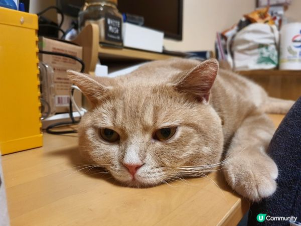 今日重陽節假期，佢哋又出哂街，又剩低我，悶死我喇! 😩😫