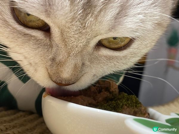 未見過貓食嘢咩，有咩好影呀🤷🏻‍♀️ 唔好阻住我食嘢啦