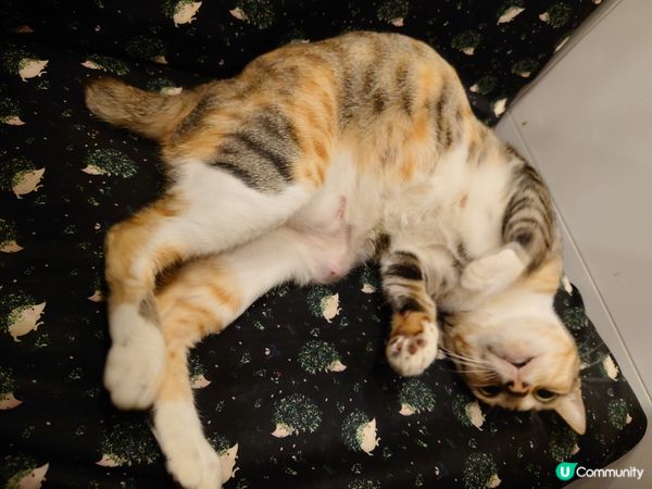 食飽就瞓的貓貓--蛋蛋