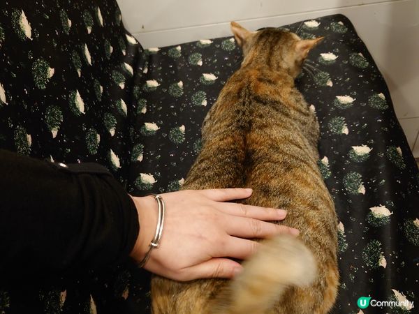 食飽就瞓的貓貓--蛋蛋