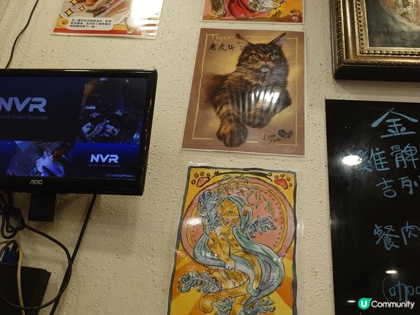 食飽就瞓的貓貓--蛋蛋