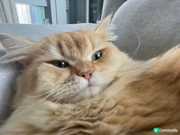 最近佢迷上了自拍🤳🏻😼😂