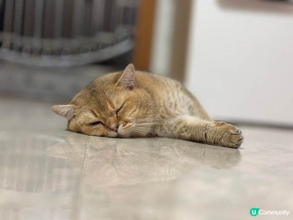 喵唔洗返工，唔好叫我起身🫤🫤🫤