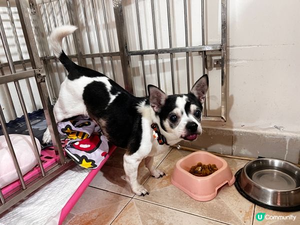 為左食飯你可以去到幾盡🤭對腳仲喺個籠都無問題呀 