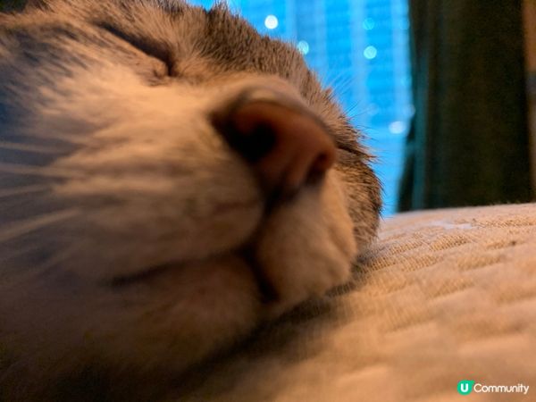 #毛孩放大假 終於開始冬天啦🥳同細貓抱住一齊訓 男友視覺