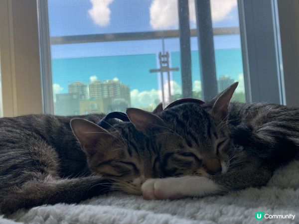 最近睇世界杯睇夜咗，攰🥱 我哋G持阿根廷🇦🇷，你哋呢？ #毛...