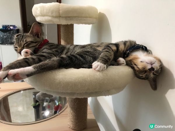 最近睇世界杯睇夜咗，攰🥱 我哋G持阿根廷🇦🇷，你哋呢？ #毛...