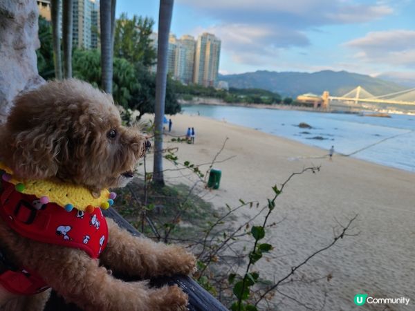 方舟酒店dogcation, 下午去沙灘旁餐廳食個tea，夜...