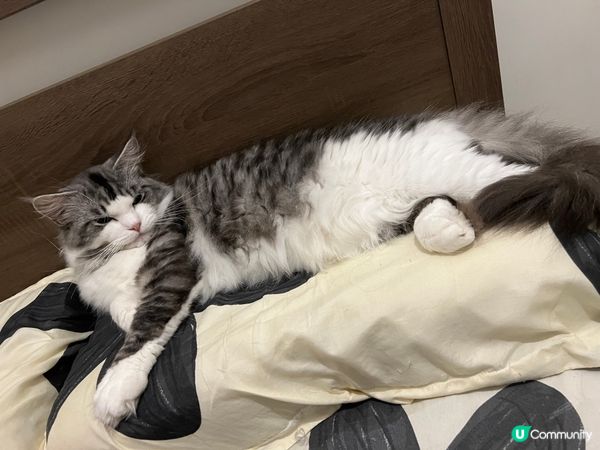 🐱：冬天到啦，係床最舒服，雖然我一年四季都係間房