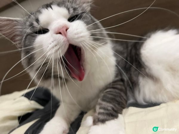 🐱：冬天到啦，係床最舒服，雖然我一年四季都係間房