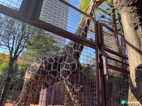 上野動物園UENO ZOO💞💞
