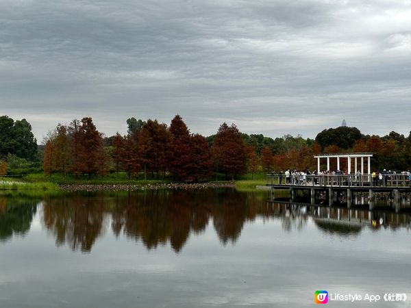 本地遊 | 香港濕地公園 | 季節限定橙紅色落羽松