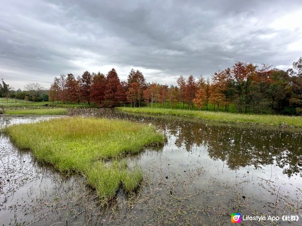 本地遊 | 香港濕地公園 | 季節限定橙紅色落羽松