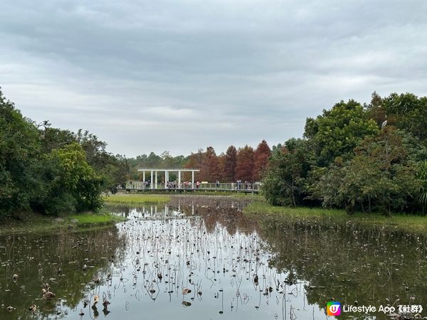 本地遊 | 香港濕地公園 | 季節限定橙紅色落羽松