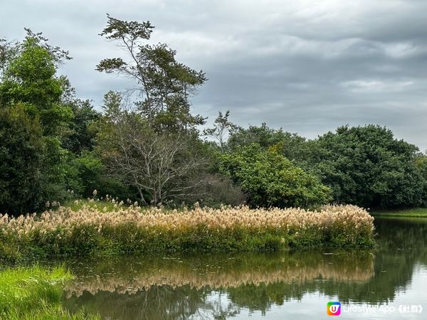 本地遊 | 香港濕地公園 | 季節限定橙紅色落羽松