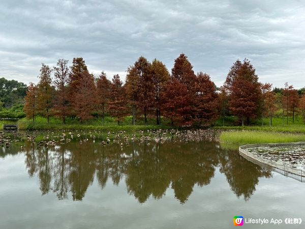 本地遊 | 香港濕地公園 | 季節限定橙紅色落羽松