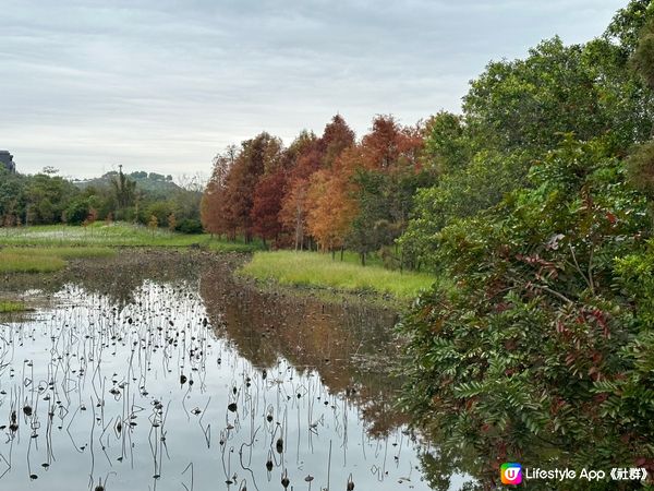 本地遊 | 香港濕地公園 | 季節限定橙紅色落羽松