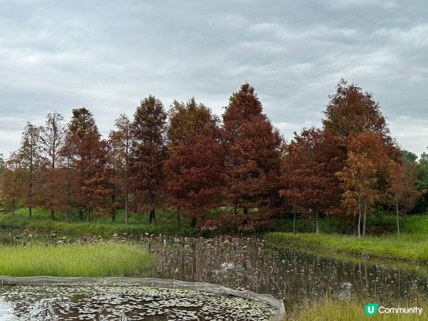 本地遊 | 香港濕地公園 | 季節限定橙紅色落羽松