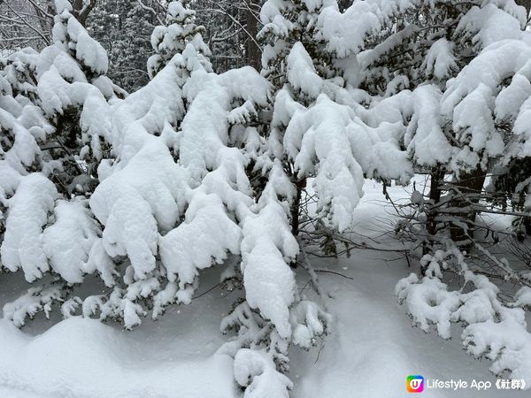 北海道神宮美景