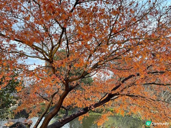 ❀名花之里❀なばなの里❀日本最大燈海💡